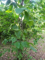 Betula raddeana