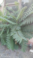 Ailanthus altissima