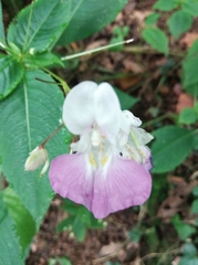 Impatiens balfourii