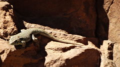 Liolaemus nigroviridis