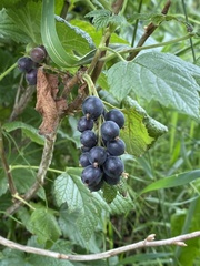 Ribes hudsonianum