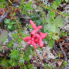 Exobasidium splendidum