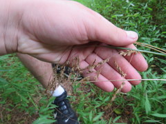 Festuca paradoxa