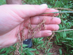 Festuca paradoxa
