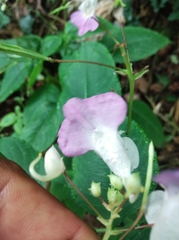 Impatiens balfourii