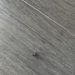 photo of Ribbon Jumping Spider (Metacyrba taeniola)