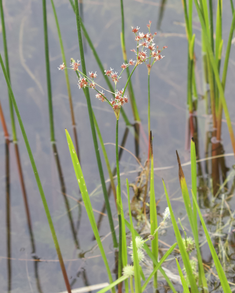 Bayonet Rush (Freshwater Aquatic Plants and Algae of Massachusetts ...