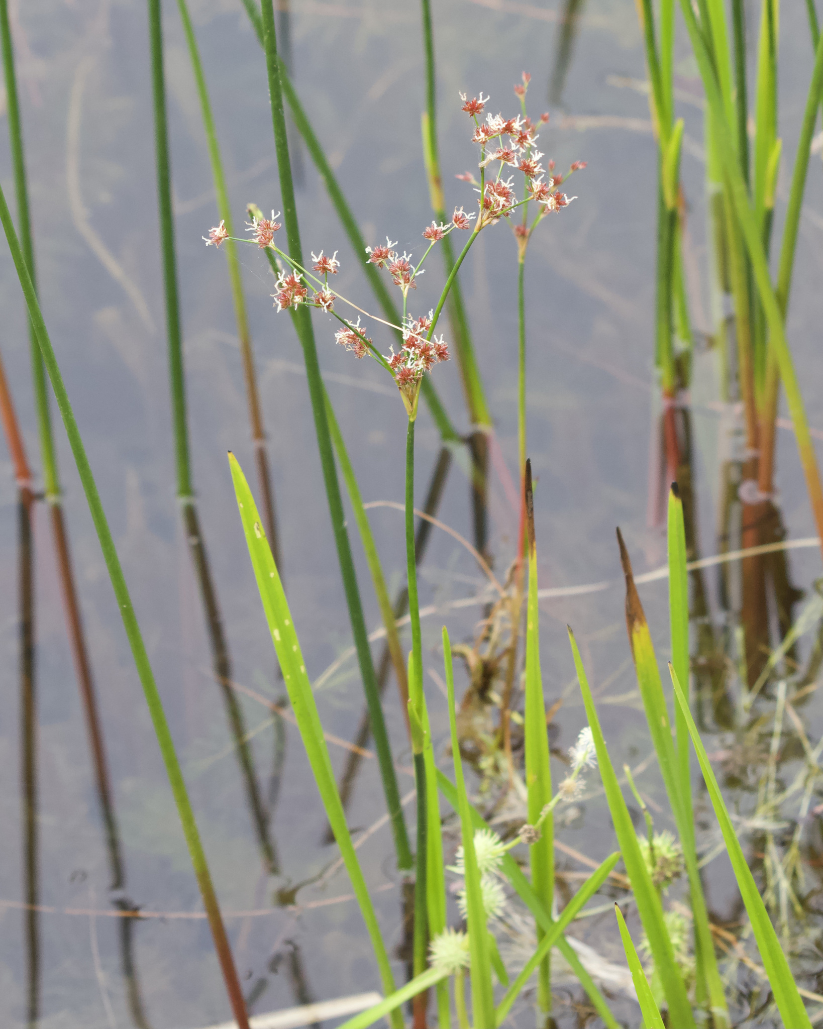 Juncus militaris