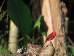 Pyrocephalus rubinus piurae