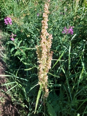 Rumex longifolius