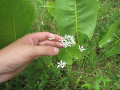 Sabatia quadrangula