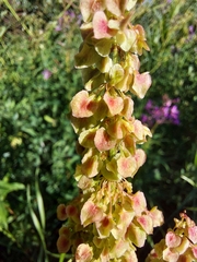 Rumex longifolius