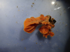 Raspailia hyle