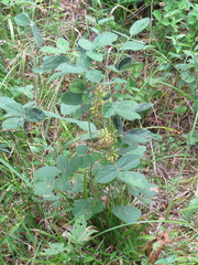 Rhynchosia tomentosa