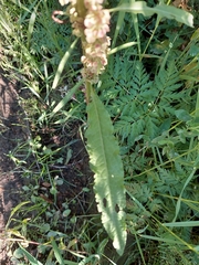 Rumex longifolius