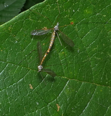 Microtipula