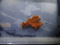 Raspailia hyle