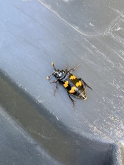 Nicrophorus interruptus