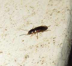 Stenolophus ochropezus