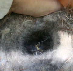 Baeolophus inornatus