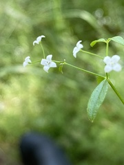 Galium uliginosum