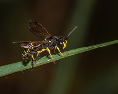 Cerceris atramontensis