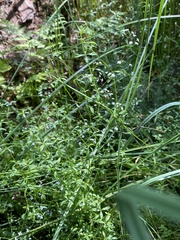Galium uliginosum