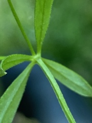 Galium uliginosum