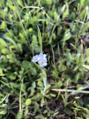 Plagiobothrys stipitatus