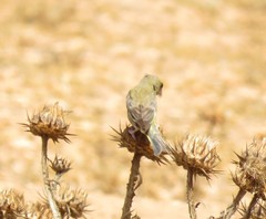 Chloris chloris voousi