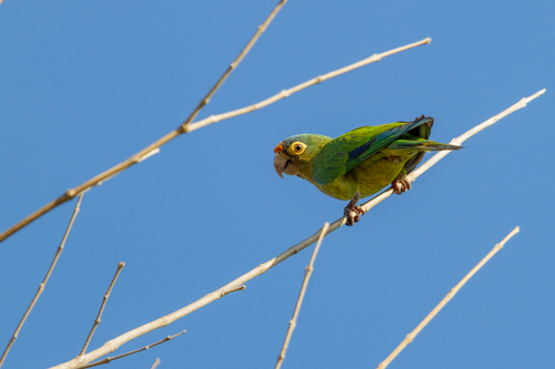 Orange-fronted Parakeet