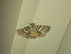 Dichocrocis