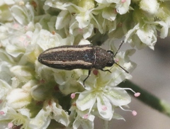 Anambodera gemina
