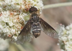 Chrysanthrax vanus