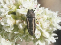 Anambodera gemina