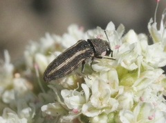 Anambodera gemina