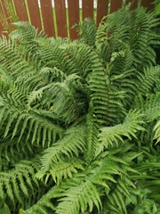 Dryopteris lacera