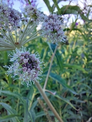 Angelica sylvestris