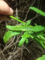 Baccharis plummerae plummerae