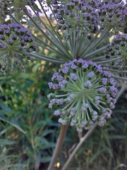 Angelica sylvestris
