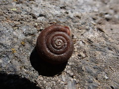 Causa holosericea
