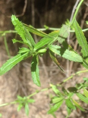 Baccharis plummerae plummerae