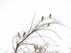 Passer domesticus tingitanus