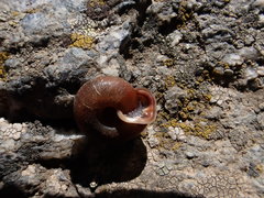 Causa holosericea