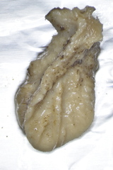 Raspailia hyle