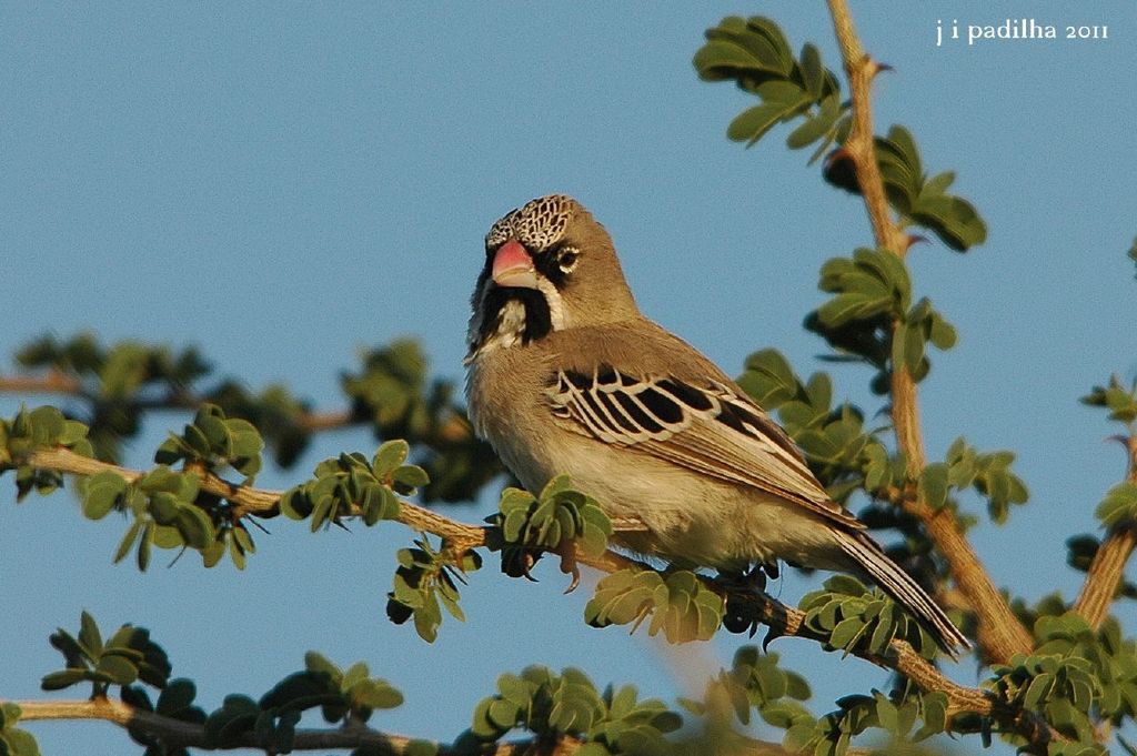Scaly Weaver (Sporopipes squamifrons) photo