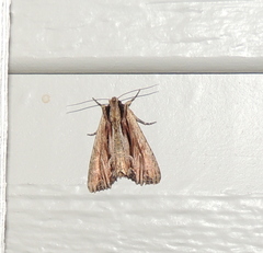 Apamea verbascoides