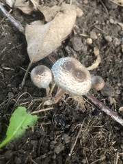 Leucoagaricus coerulescens