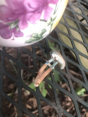 Leucoagaricus coerulescens