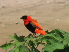 Euplectes franciscanus